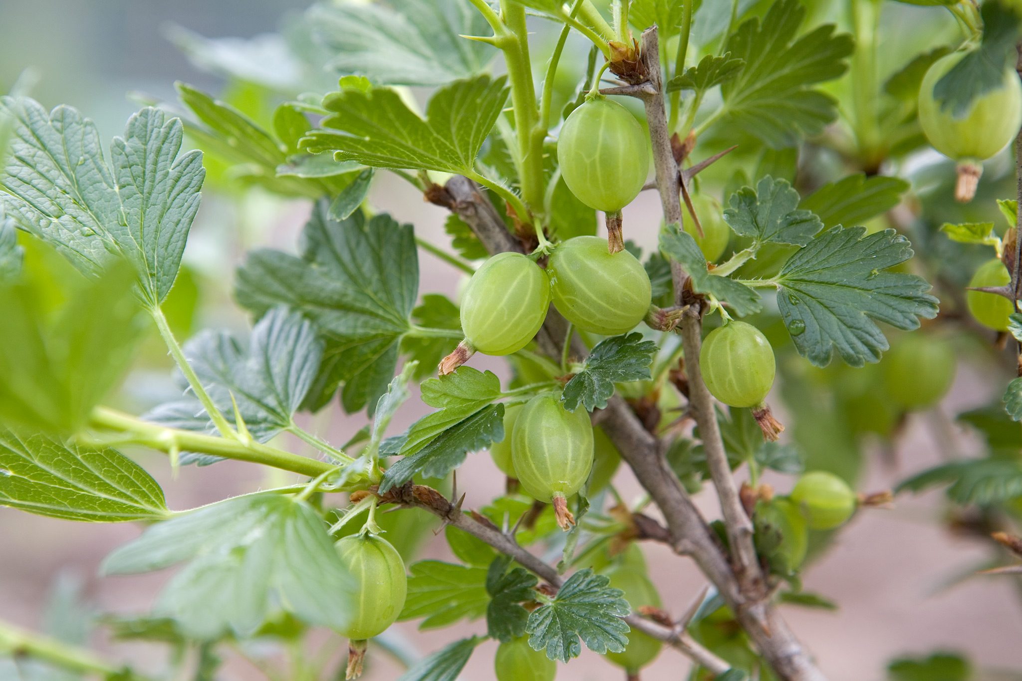 The Effectively being Benefits of Gooseberry for Effectively being And Well being.