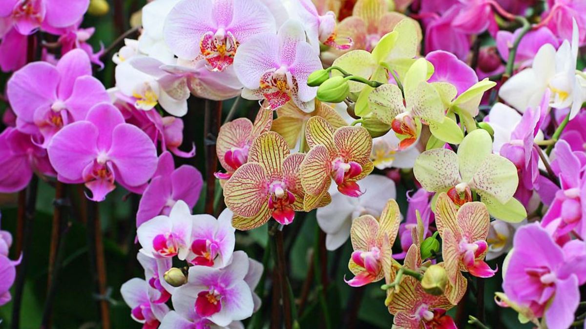 How are orchids used to express love?